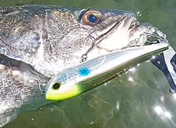 「春のシーバスを釣るにはどうすればいいの？おすすめルアー+釣り方特集！」の画像