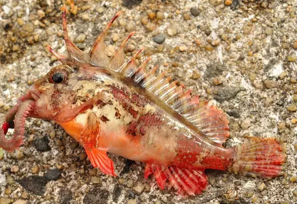 「ハオコゼの毒に要注意！習性や釣れたときの取り扱い方を知りたい！」の画像