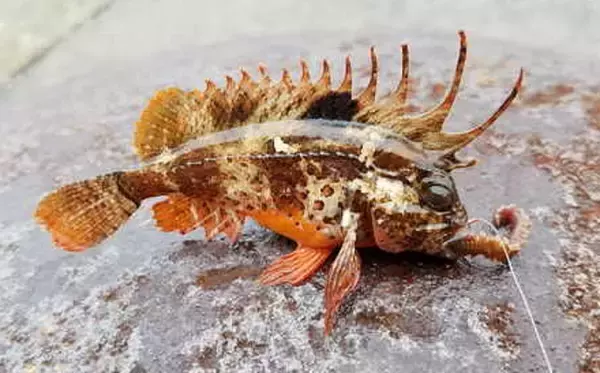 「ハオコゼの毒に要注意！習性や釣れたときの取り扱い方を知りたい！」の画像