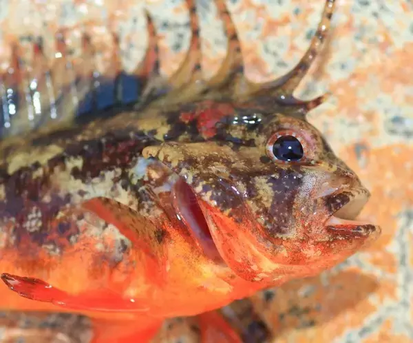 「ハオコゼの毒に要注意！習性や釣れたときの取り扱い方を知りたい！」の画像