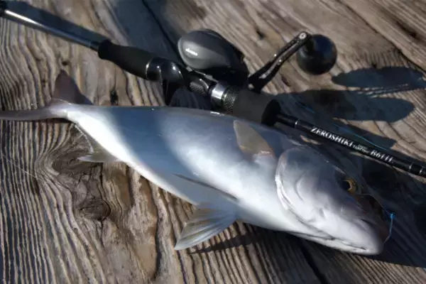 「ゼニスのゼロシキスーパーライトスペックにロングレングスモデルが登場！その性能はいかに！？」の画像