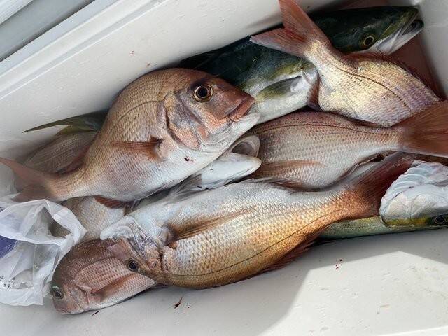 【釣果速報】千葉県梅花丸でマダイ・ハナダイ・カサゴなどキャッチ！大型ハナダイの活性はよくコンスタントに釣れてる模様です！