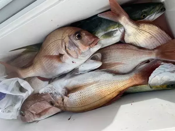 「【釣果速報】千葉県梅花丸でマダイ・ハナダイ・カサゴなどキャッチ！大型ハナダイの活性はよくコンスタントに釣れてる模様です！」の画像