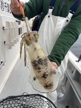 【釣果速報】千葉県赤沼丸でTOP11匹のアオリイカをキャッチ！絶品アオリイカを自分の手で釣り上げてみませんか？