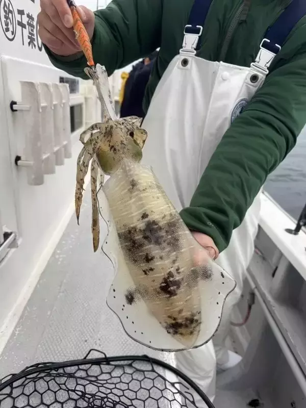 【釣果速報】千葉県赤沼丸でTOP11匹のアオリイカをキャッチ！絶品アオリイカを自分の手で釣り上げてみませんか？