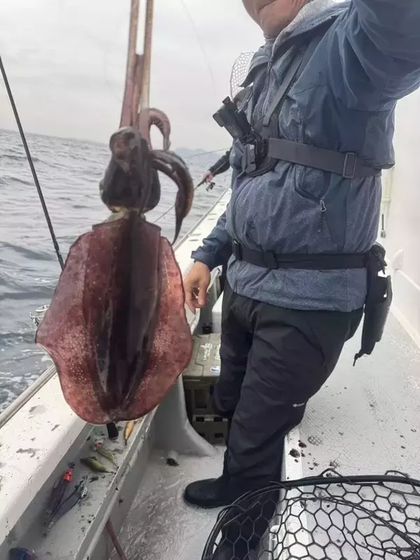 「【釣果速報】千葉県赤沼丸でTOP11匹のアオリイカをキャッチ！絶品アオリイカを自分の手で釣り上げてみませんか？」の画像