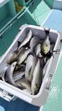 「【釣果速報】神奈川県瀬戸丸でイサキ一日好調！50匹前後の好釣果を出す釣り客多数！あなたも記録更新を狙ってみませんか？」の画像3