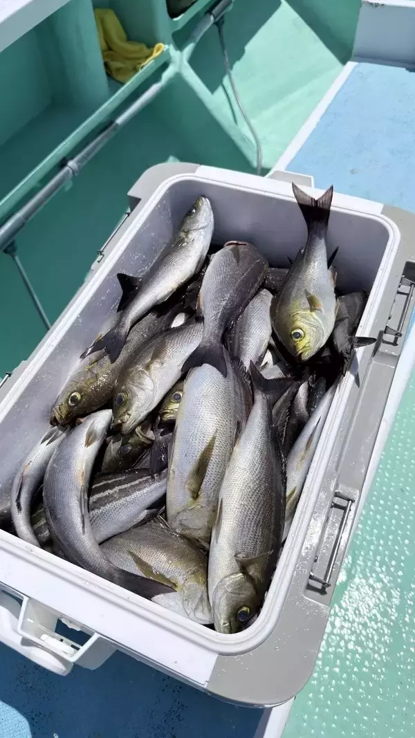 「【釣果速報】神奈川県瀬戸丸でイサキ一日好調！50匹前後の好釣果を出す釣り客多数！あなたも記録更新を狙ってみませんか？」の画像
