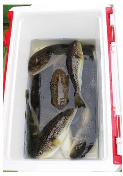 東京湾にショウサイあり初夏の湾フグ好期突入！