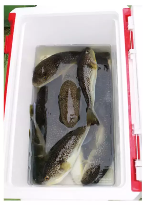「東京湾にショウサイあり初夏の湾フグ好期突入！」の画像