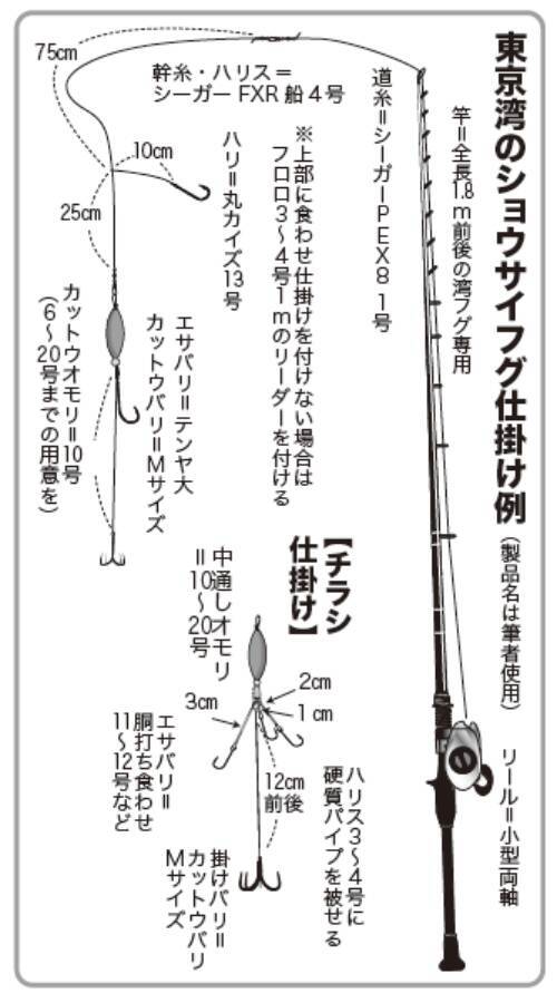 東京湾にショウサイあり初夏の湾フグ好期突入！