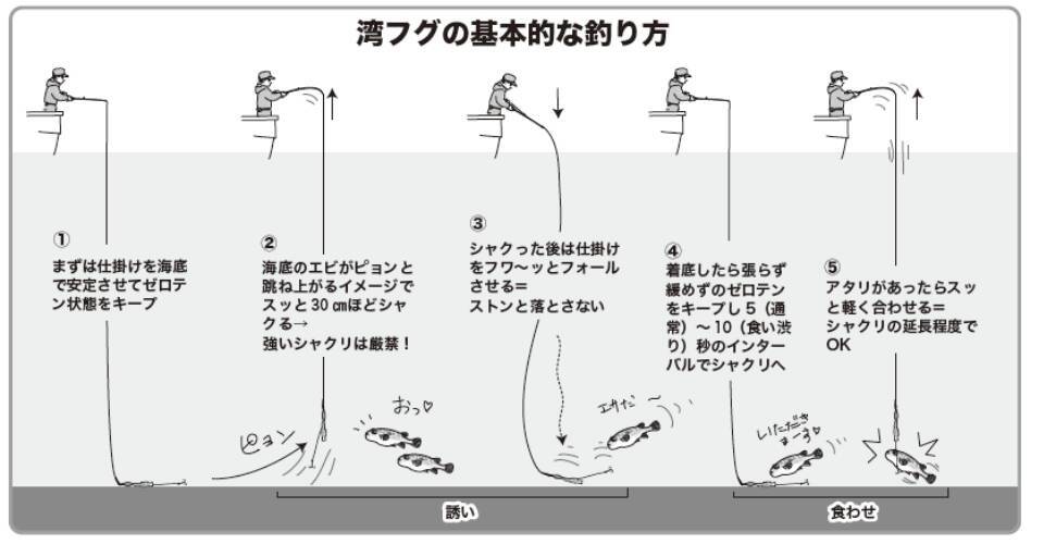 東京湾にショウサイあり初夏の湾フグ好期突入！