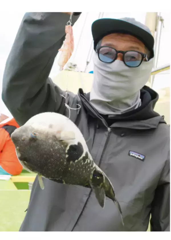 「東京湾にショウサイあり初夏の湾フグ好期突入！」の画像