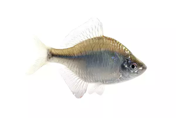 タナゴを釣りたい！特徴や釣り方をマスターしよう【初心者】 (2022年7 