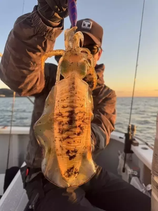 「【釣果速報】千葉県赤沼丸で2026年初日から良型アオリイカゲット！今後の釣行も期待大！」の画像
