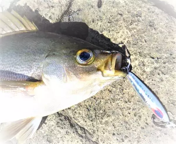 「スーパーライトショアジギングを楽しみたい！釣り方＋タックル特集」の画像