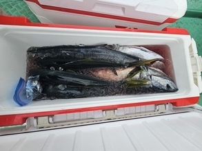 【釣果速報】立派すぎ！福岡県威徳丸で8.00kgの巨大ヒラマサゲット！海に引きずり込まれそうな勢いの引きを体感せよ！