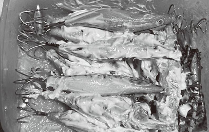 大型のチャンスを逃すな！正月用マダコを釣るなら今