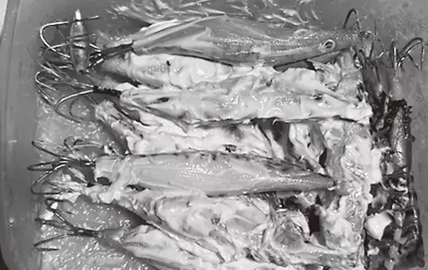 「大型のチャンスを逃すな！正月用マダコを釣るなら今」の画像