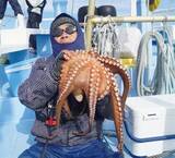 「大型のチャンスを逃すな！正月用マダコを釣るなら今」の画像6