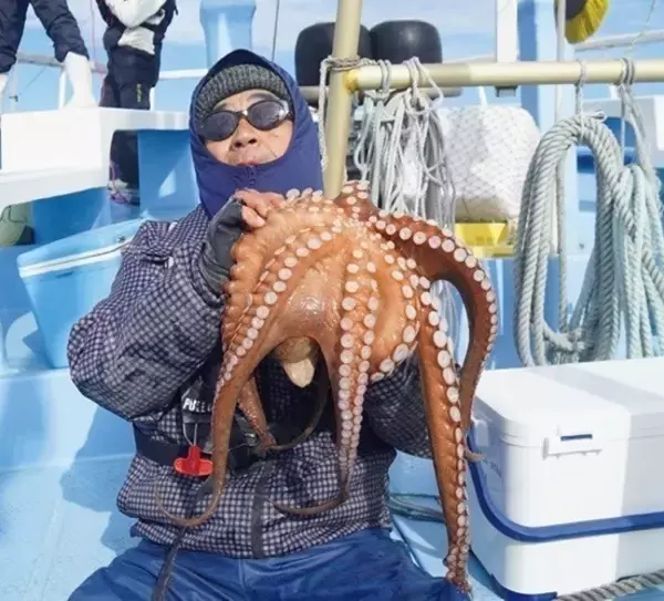 「大型のチャンスを逃すな！正月用マダコを釣るなら今」の画像