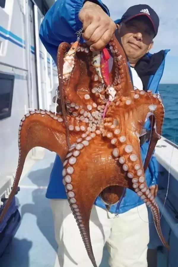 「大型のチャンスを逃すな！正月用マダコを釣るなら今」の画像