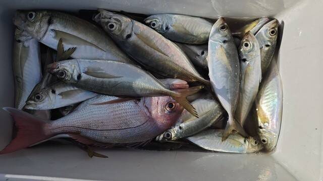 【釣果速報】千葉県フィッシュオン大勝はアジ・マダイが連日大漁！今回は38cmの大アジキャッチ！この勢いに今すぐ乗ろう！