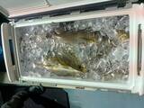 「【釣果速報】イサキ・ヤリイカのヒットが連発！福岡県昌富丸の釣行でクーラーボックスを人気魚種でいっぱいにしよう！」の画像1