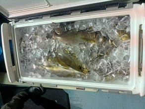 【釣果速報】イサキ・ヤリイカのヒットが連発！福岡県昌富丸の釣行でクーラーボックスを人気魚種でいっぱいにしよう！