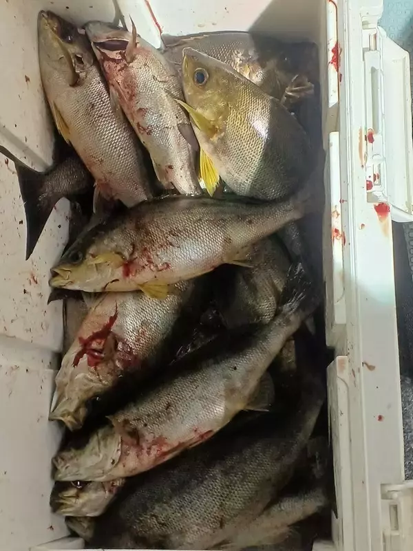 「【釣果速報】イサキ・ヤリイカのヒットが連発！福岡県昌富丸の釣行でクーラーボックスを人気魚種でいっぱいにしよう！」の画像