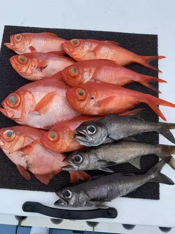 【釣果速報】キンメ・クロムツ・メダイなど豪華魚種揃う！神奈川県愛正丸ならお土産確保間違いなし！