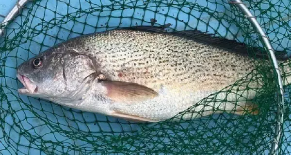塩焼きが絶品のニベを釣りたい！エサ釣りで狙うにはどうすればいいの？