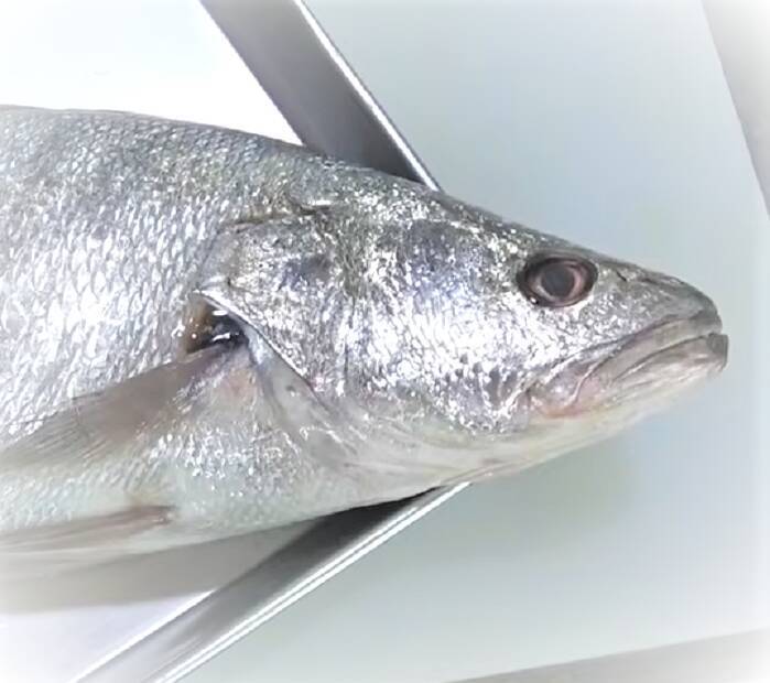 塩焼きが絶品のニベを釣りたい！エサ釣りで狙うにはどうすればいいの？