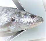 「塩焼きが絶品のニベを釣りたい！エサ釣りで狙うにはどうすればいいの？」の画像5