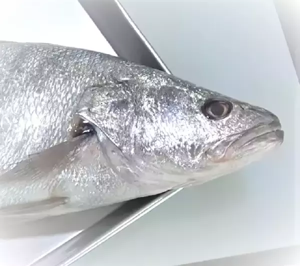 「塩焼きが絶品のニベを釣りたい！エサ釣りで狙うにはどうすればいいの？」の画像