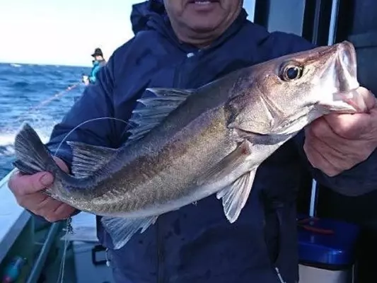 ヒイラギって知ってる 二ロギ エノハ ギンタなどいろいろな呼び名を持つ魚をご紹介 18年2月9日 エキサイトニュース