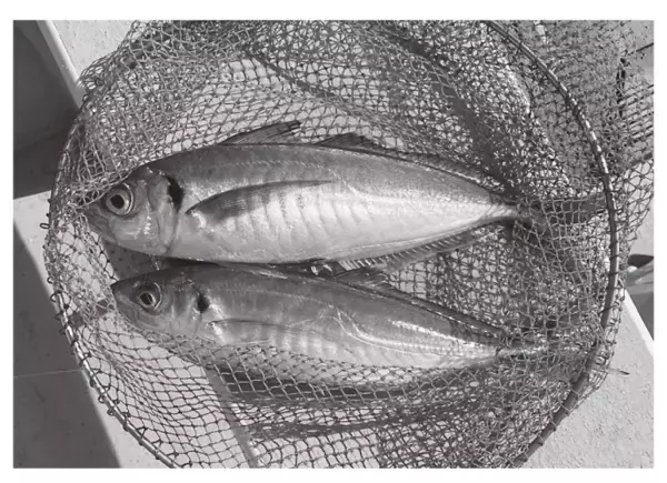 良型主体で引き味抜群走水沖のアジ食い活発