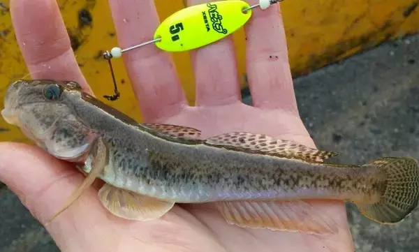 「マハゼってどうやって釣ればいいの？特徴や釣り方をチェック【初心者向け】」の画像