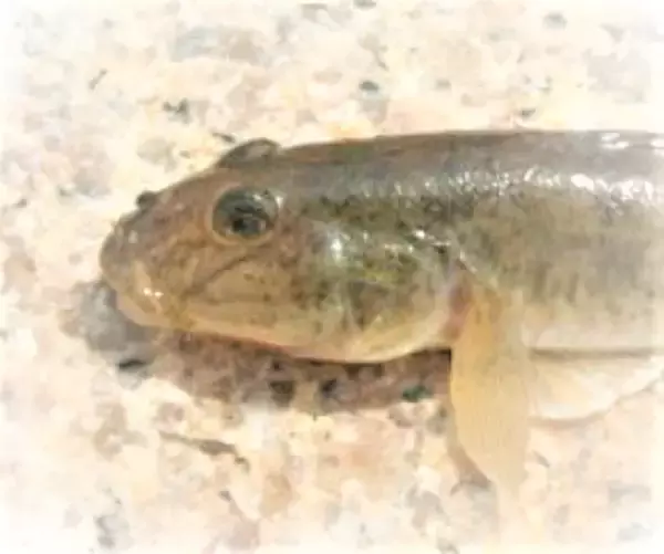 「マハゼってどうやって釣ればいいの？特徴や釣り方をチェック【初心者向け】」の画像