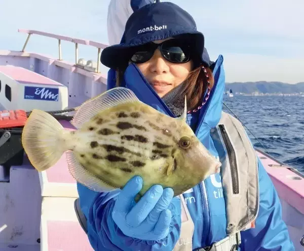 「遅れ気味で本番はこれから！良型のカワハギを楽しもう」の画像