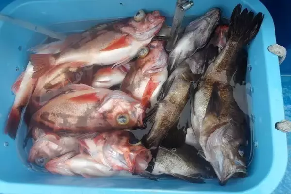 【釣果速報】メバル爆釣！MAX30匹！福島県つりエサ豊漁でメバルラッシュを体感しよう！