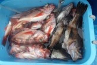 【釣果速報】メバル爆釣！MAX30匹！福島県つりエサ豊漁でメバルラッシュを体感しよう！