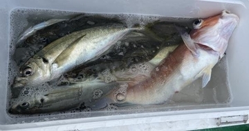 【釣果速報】神奈川県あまさけや丸で49cmのデカアマはじめ良型アマダイ好調！アジ・サバなどゲストも豪華でクーラーボックスが華やかに！