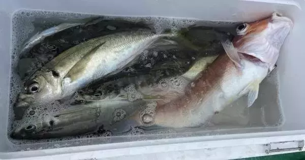 【釣果速報】神奈川県あまさけや丸で49cmのデカアマはじめ良型アマダイ好調！アジ・サバなどゲストも豪華でクーラーボックスが華やかに！