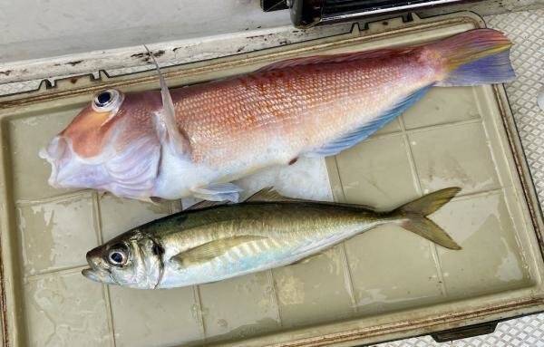【釣果速報】神奈川県あまさけや丸で49cmのデカアマはじめ良型アマダイ好調！アジ・サバなどゲストも豪華でクーラーボックスが華やかに！
