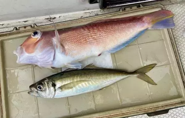 「【釣果速報】神奈川県あまさけや丸で49cmのデカアマはじめ良型アマダイ好調！アジ・サバなどゲストも豪華でクーラーボックスが華やかに！」の画像