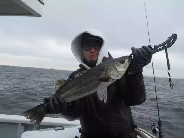 「【釣果速報】神奈川県長崎屋でシーバスがテンポ良く上がる！船長がこれから乗船する人にアドバイスを伝授！爆釣したい方は必見！」の画像