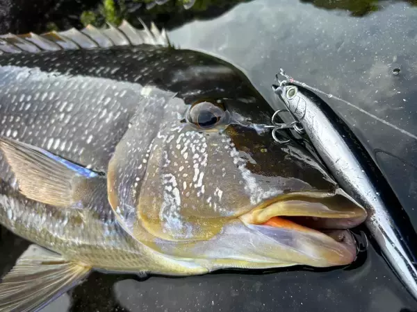 「ルアーで狙うタマンゲーム　往年のMaria プラグ達が大活躍！」の画像