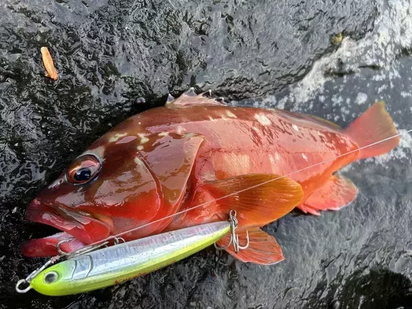 「ルアーで狙うタマンゲーム　往年のMaria プラグ達が大活躍！」の画像