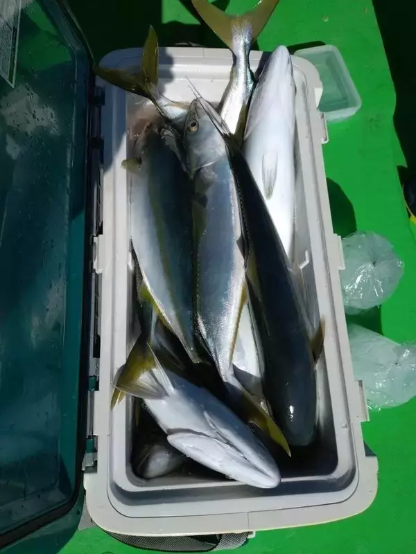 【釣果速報】イナダのビッグウェーブ来てます！神奈川県佐島海楽園が五目船で57cmのイナダGET！このチャンスを逃すな！